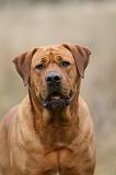 TOSA INU 559